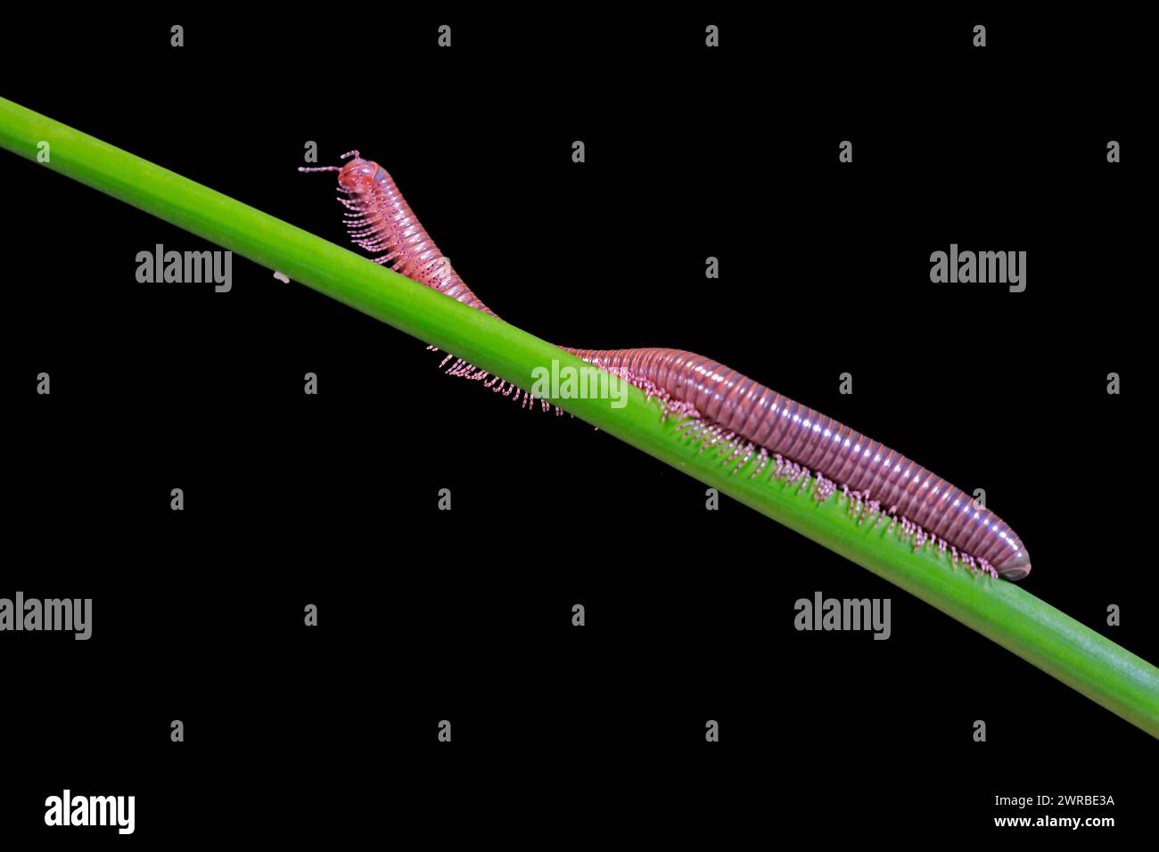 Millipèdes (Diplopoda), adulte, sur tiges de plantes, la nuit, Grande-Bretagne Banque D'Images