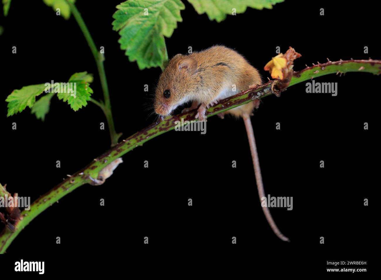 Souris de récolte eurasienne (Micromys minutus), adulte, sur tige de plante, butinage, la nuit, Écosse, Grande-Bretagne Banque D'Images