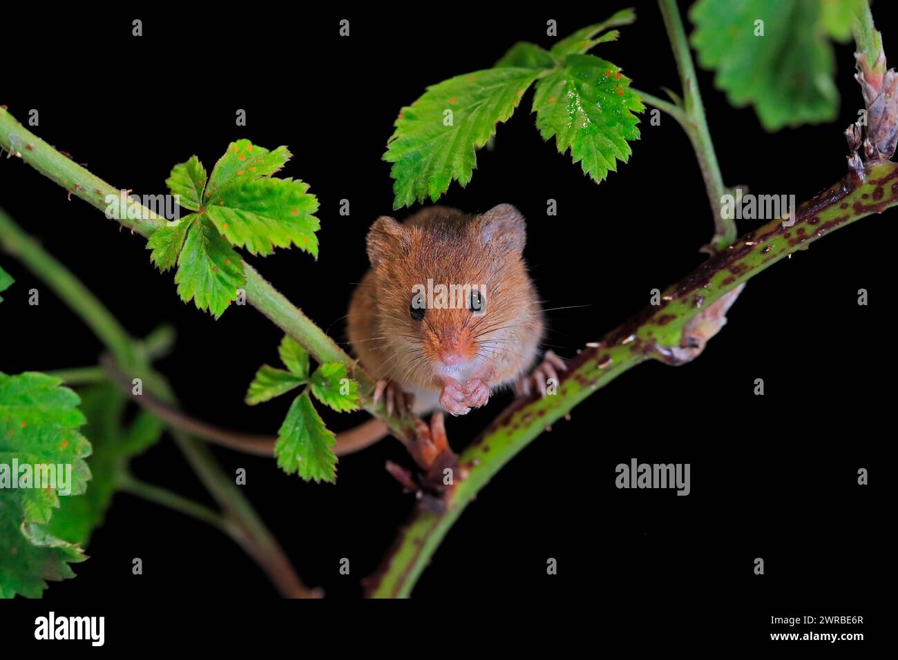 Souris de récolte eurasienne (Micromys minutus), adulte, sur tige de plante, butinage, la nuit, Écosse, Grande-Bretagne Banque D'Images