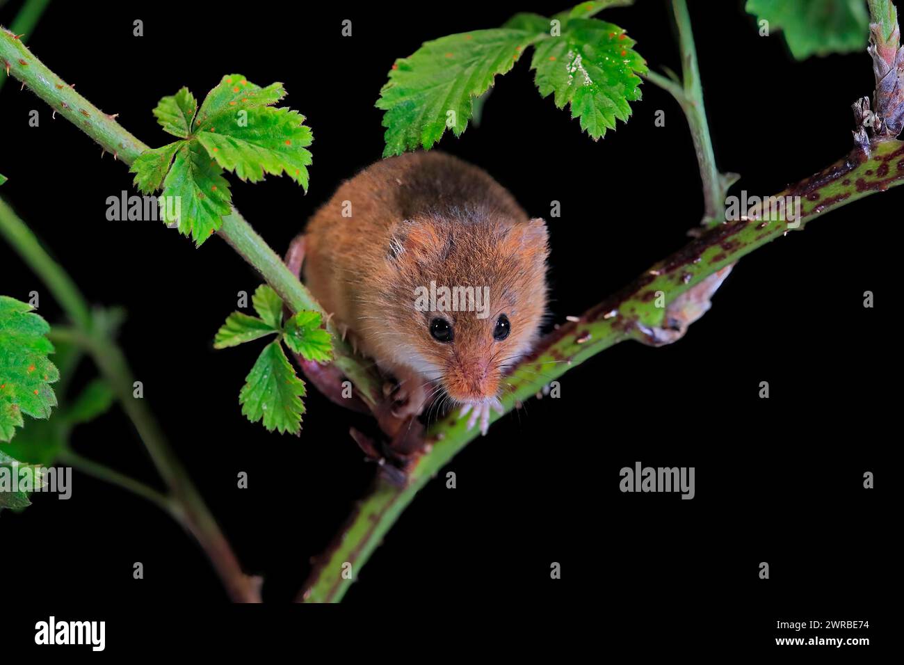 Souris de récolte eurasienne (Micromys minutus), adulte, sur tige de plante, butinage, la nuit, Écosse, Grande-Bretagne Banque D'Images