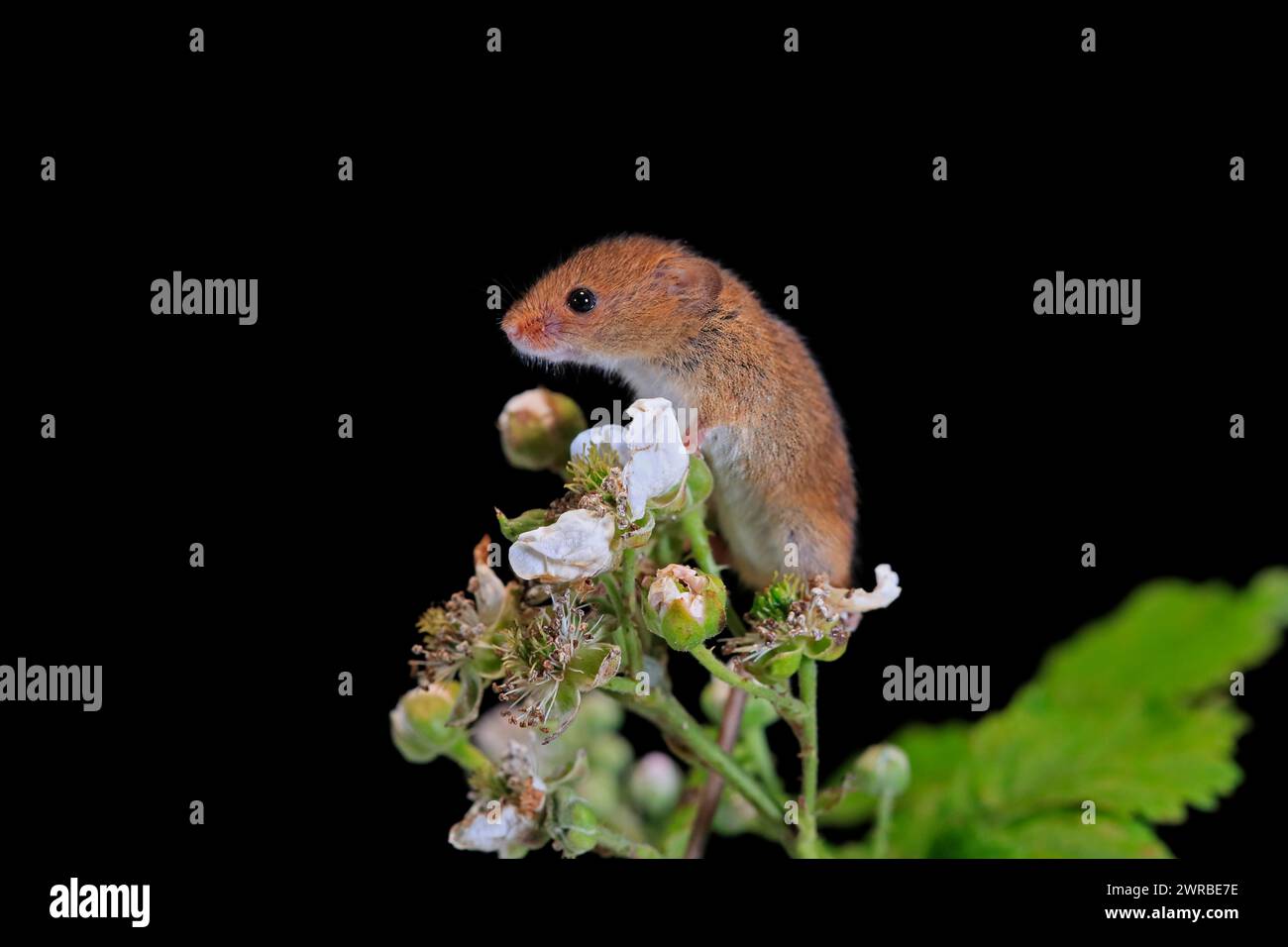Souris de récolte eurasienne (Micromys minutus), adulte, sur tige de plante, floraison, cueillette, la nuit, Écosse, Grande-Bretagne Banque D'Images