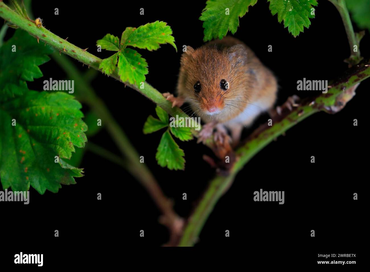 Souris de récolte eurasienne (Micromys minutus), adulte, sur tige de plante, butinage, la nuit, Écosse, Grande-Bretagne Banque D'Images