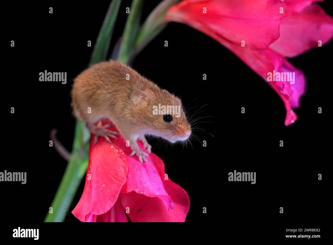 Souris de récolte eurasienne (Micromys minutus), adulte, sur tige de plante, floraison, cueillette, la nuit, Écosse, Grande-Bretagne Banque D'Images