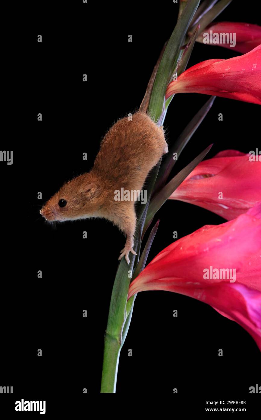 Souris de récolte eurasienne (Micromys minutus), adulte, sur tige de plante, floraison, cueillette, la nuit, Écosse, Grande-Bretagne Banque D'Images