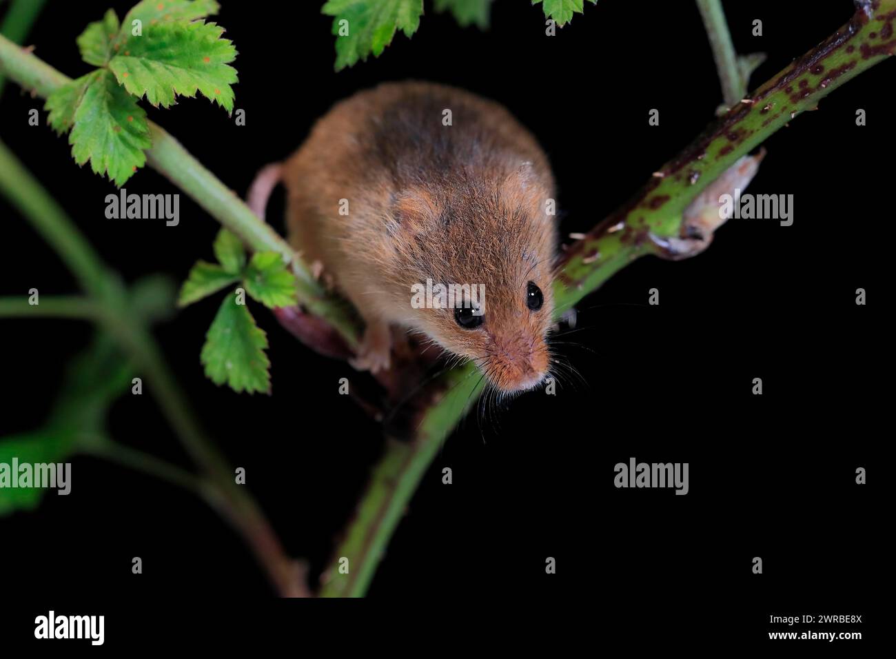 Souris de récolte eurasienne (Micromys minutus), adulte, sur tige de plante, butinage, la nuit, Écosse, Grande-Bretagne Banque D'Images
