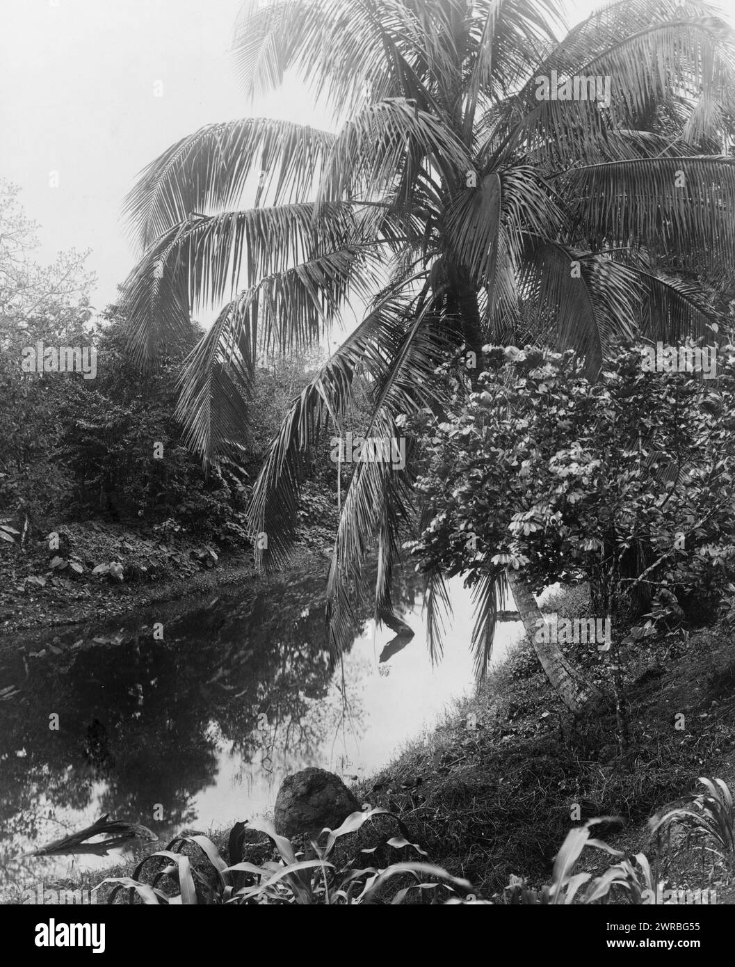 Panama, paysage, palmier et plan d'eau, Panama., 1911., Palms, Panama, 1910-1920, photographies de paysage, 1910-1920., photographies de paysage, 1910-1920, tirages photographiques, 1910-1920, 1 tirage photographique Banque D'Images