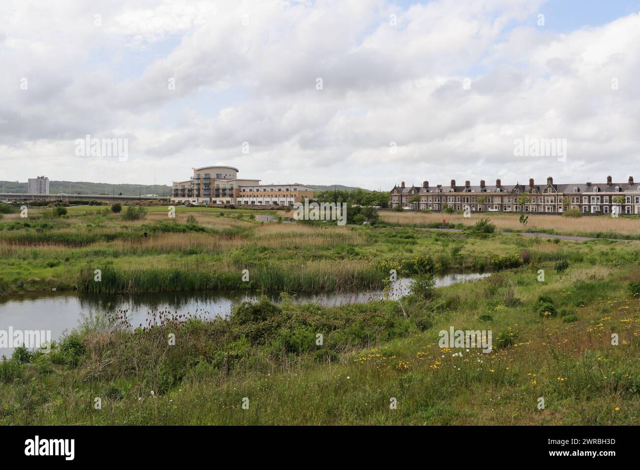 Réserve naturelle des terres humides de Cardiff Bay Wales UK, hotspot de biodiversité urbaine reedbed sur un habitat faunique de terre récupéré Banque D'Images