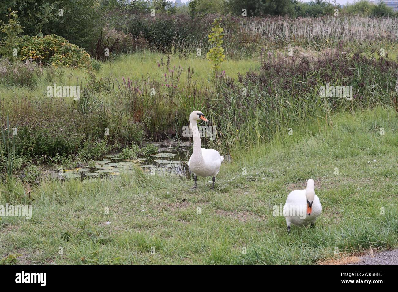 Une paire de Swans réserve naturelle de zone humide de la baie de Cardiff, pays de Galles UK Reedbeds urbain biodiversité hotspot a récupéré des terres Banque D'Images