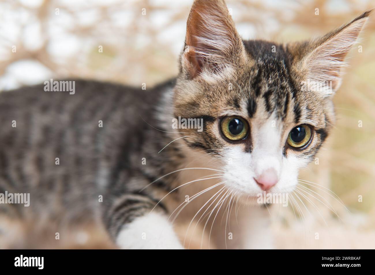 portrait d'un chiot chat mignon tabby Banque D'Images