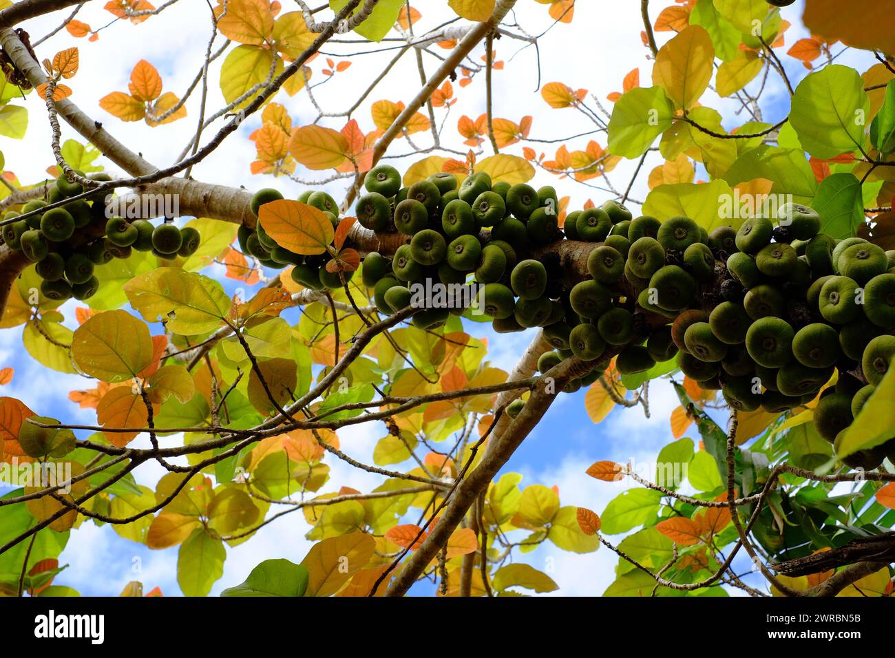 Figuier ou Ficus racemosa avec des fruits verts sur le tronc d'arbre une sorte de moraceae peut utiliser comme aliment végétal, ou phytothérapie cultivant au Vietnam Banque D'Images
