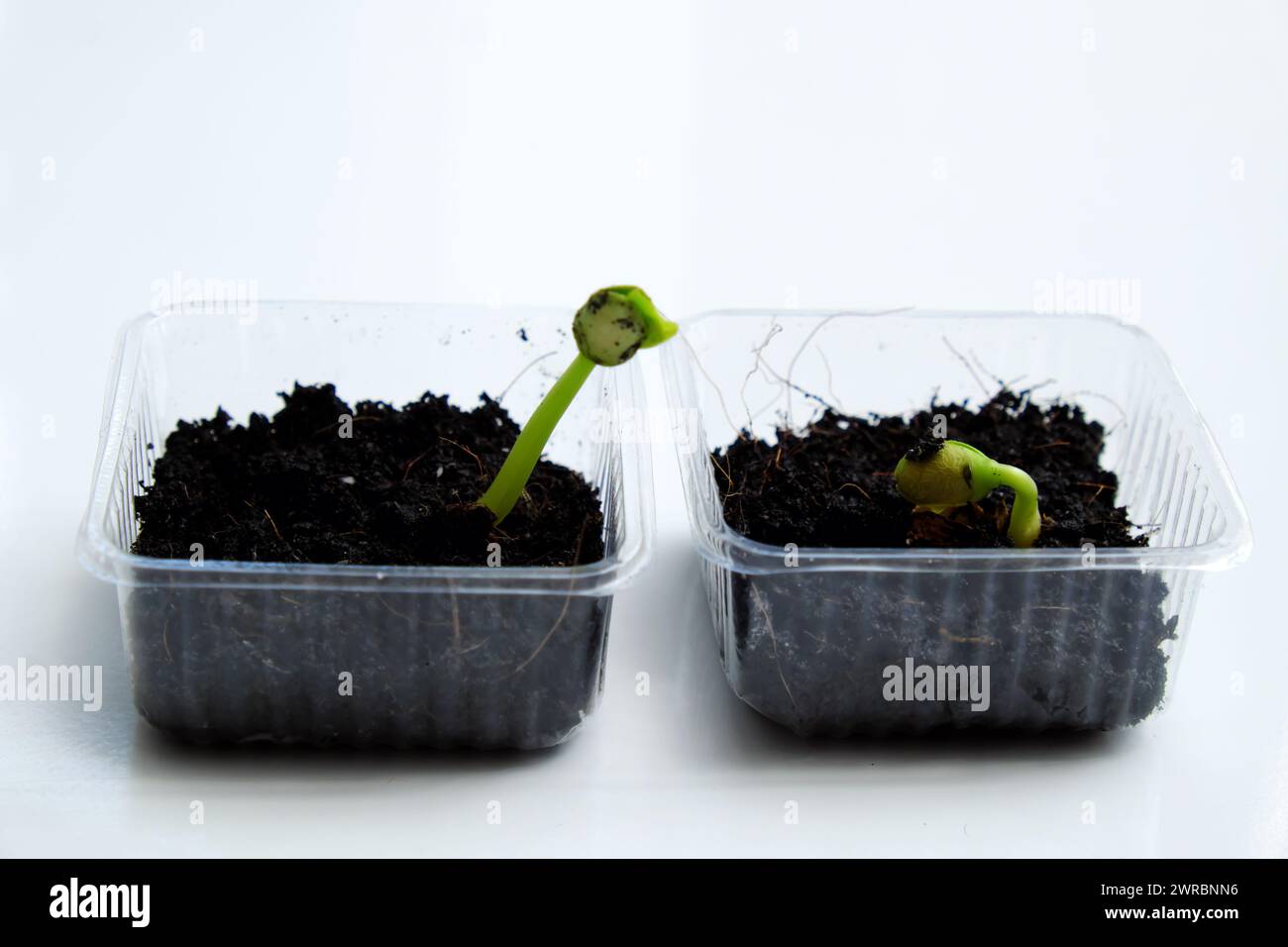 Réutiliser les déchets pour faire pot en plastique pour semer les graines, la croissance de germes faire de nouvelles plantes à partir du sol, recycler et planter un arbre faire la protection de l'environnement et l'éco Banque D'Images