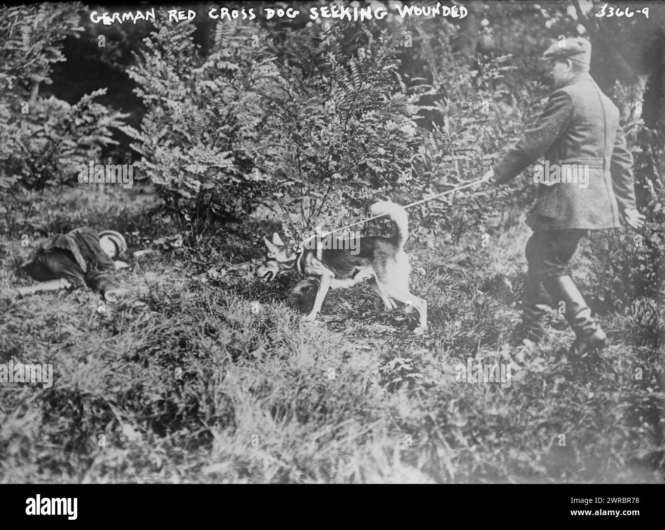 Chien de la Croix-Rouge allemande à la recherche de blessés, la photographie montre un homme allemand avec un chien de la Croix-Rouge à la recherche de soldats blessés pendant la première Guerre mondiale, entre 1914 et CA. 1915, Guerre mondiale, 1914-1918, négatifs en verre, 1 négatif : verre Banque D'Images