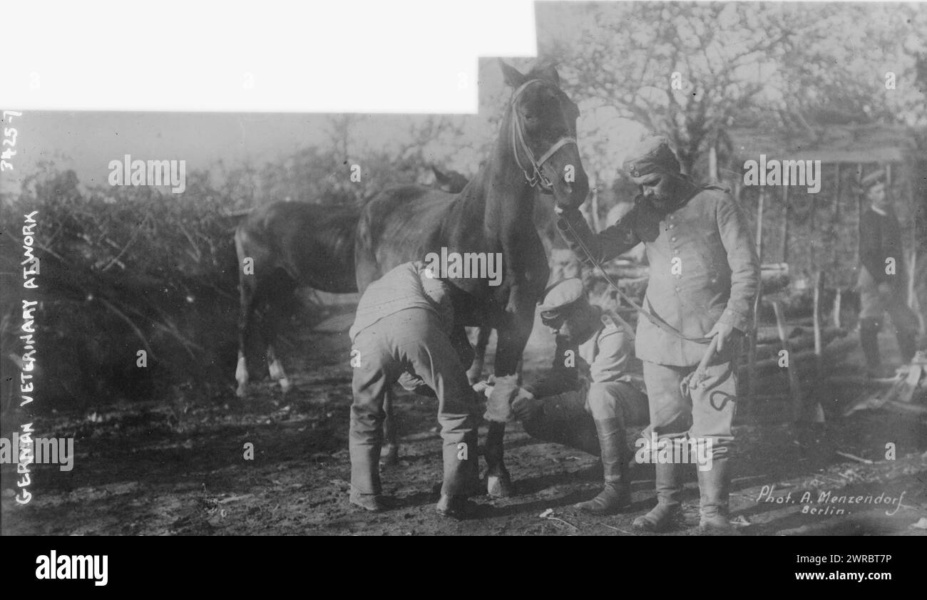Vétérinaire allemand au travail, la photographie montre un vétérinaire allemand avec un cheval pendant la première Guerre mondiale, entre env. 1914 et env. 1915, Guerre mondiale, 1914-1918, négatifs en verre, 1 négatif : verre Banque D'Images