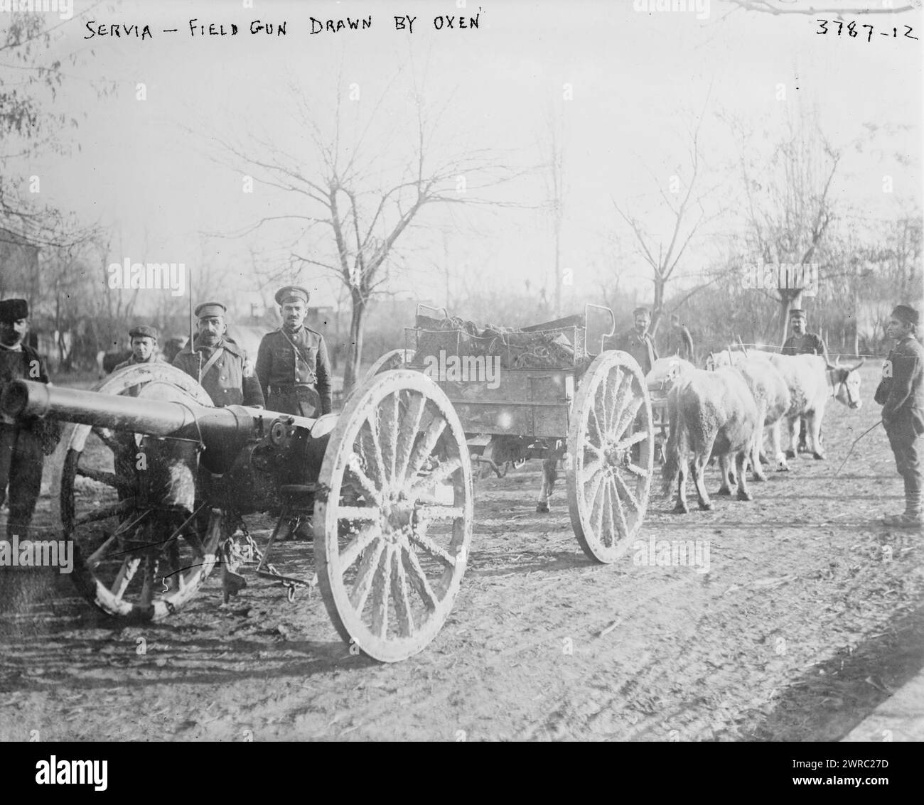 Servia, Serbie, canon tiré par des bœufs, photographie montre des canons de campagne en Serbie pendant la première Guerre mondiale, entre CA. 1915 et env. 1920, Guerre mondiale, 1914-1918, négatifs en verre, 1 négatif : verre Banque D'Images