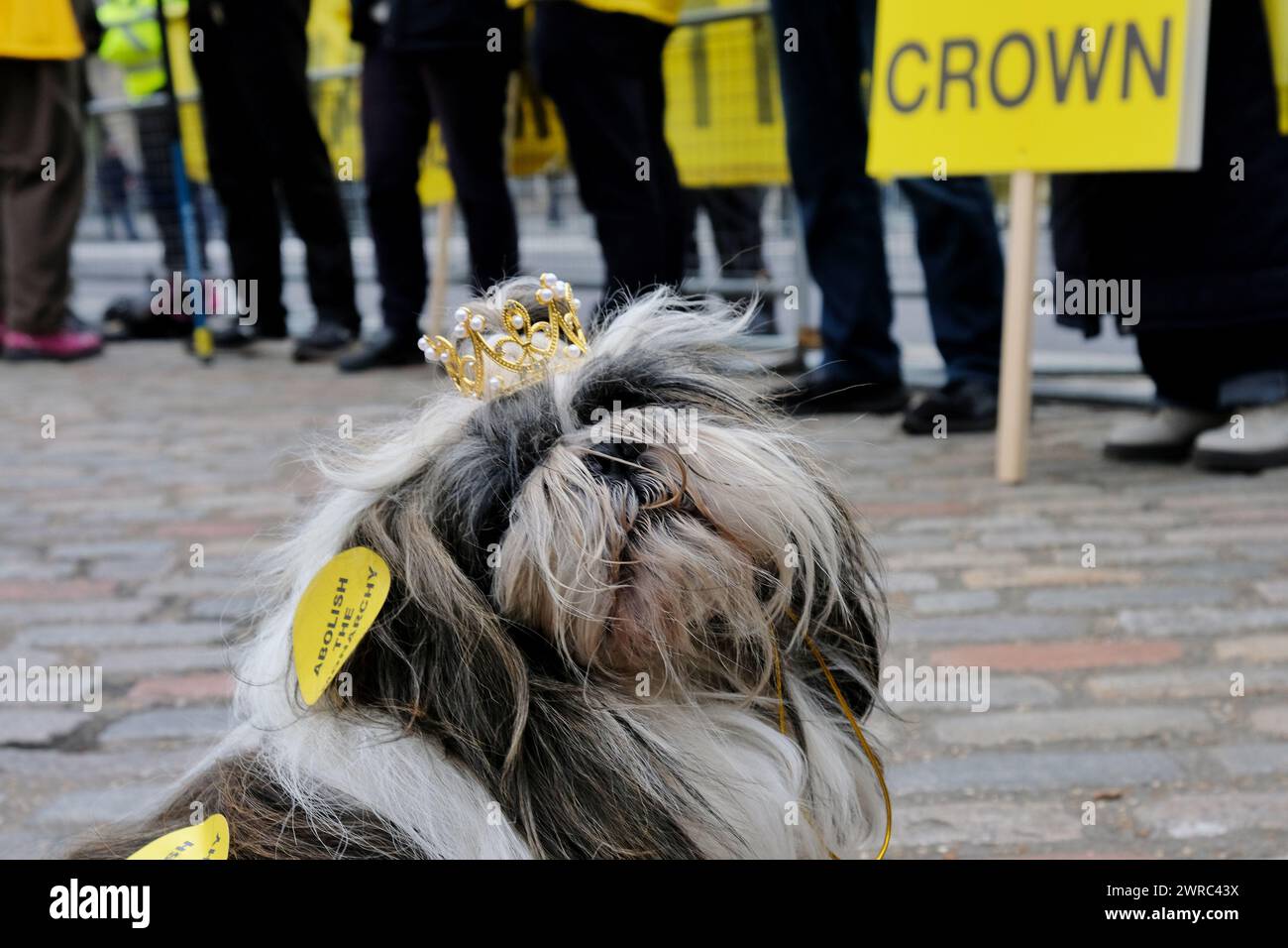 Londres, Royaume-Uni, 11 mars 2024. Protestataires anti-monarchie République a manifesté devant le service du Commonwealth Day à l'abbaye de Westminster. Crédit : onzième heure photographie/Alamy Live News Banque D'Images