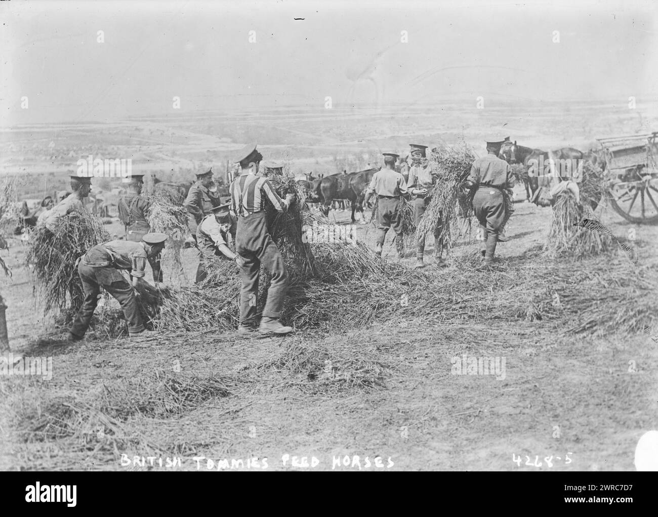 Les soldats britanniques nourrissent les chevaux, photographie montre des soldats britanniques cueillant de l'avoine pour leurs chevaux près de Fricourt, somme, France, avril 1917 pendant la bataille d'Arras, dans la première Guerre mondiale, 1917 avril, Guerre mondiale, 1914-1918, négatifs en verre, 1 négatif : verre Banque D'Images