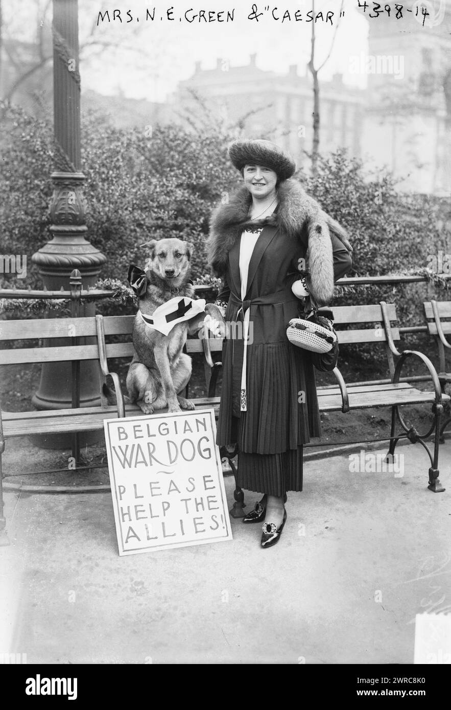 M.R.N. E. Green & 'Caesar', photographie montrant Mabel E. Harlow, l'épouse d'Edward Howland Robinson 'Ned' Green avec le chien Caesar et la lecture du signe : 'chien de guerre belge, s'il vous plaît aider les Alliés!'., entre CA. 1915 et 1918, Guerre mondiale, 1914-1918, négatifs en verre, 1 négatif : verre Banque D'Images