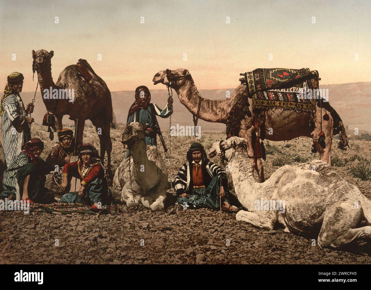 Chameaux s'arrêtant dans le désert, Terre Sainte, entre CA. 1890 et env. 1900., Color, 1890-1900 Banque D'Images