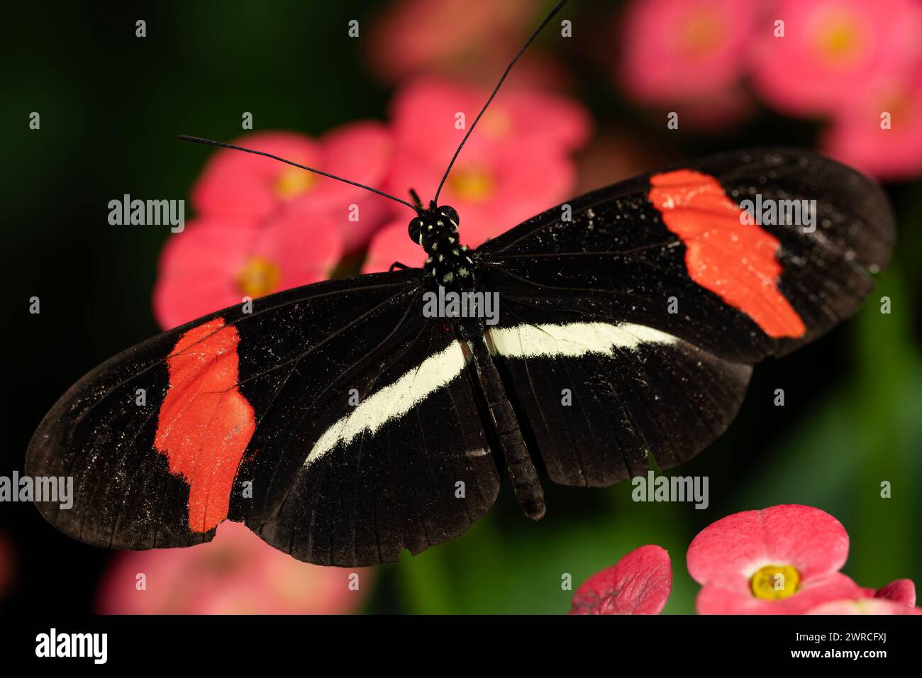 Un papillon de facteur rouge, Heliconius erato Banque D'Images