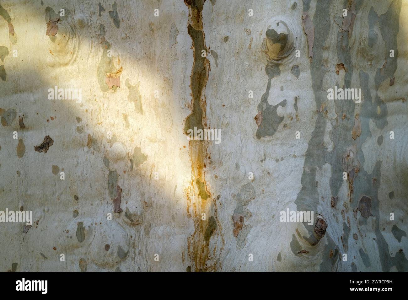 gros plan de la texture de l'écorce du tronc d'arbre Banque D'Images