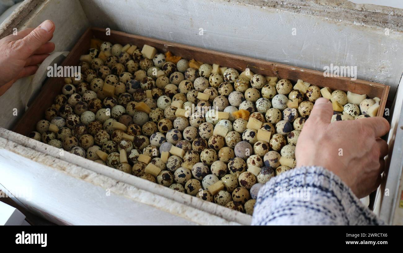 chargement des œufs de caille dans un plateau maillé avec un cadre en bois dans un petit vieil incubateur domestique pour l'éclosion de volailles dans des conditions domestiques Banque D'Images
