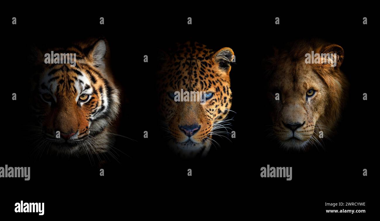 Portrait de gros chats : lion, tigre et léopard, ensemble sur fond noir Banque D'Images