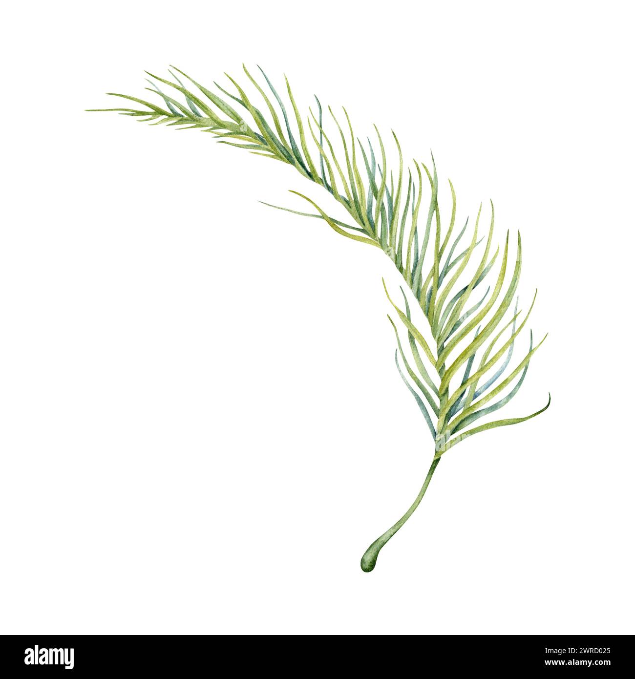 Feuille de palmier vert. Aquarelle peint à la main branche de plante tropicale. Elément isolé sur fond blanc. Illustration botanique naturelle. Exotique Banque D'Images