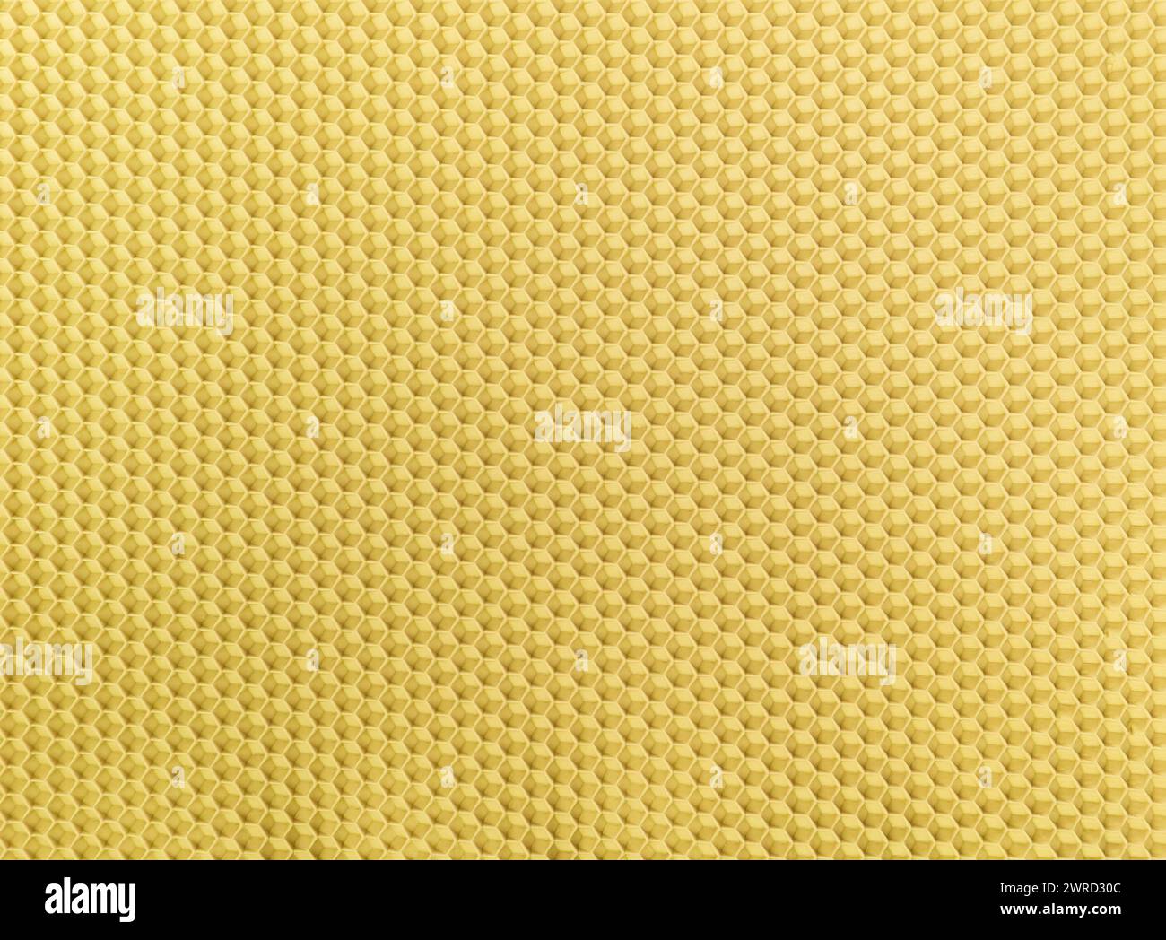 Base en cire ou base en nid d'abeilles (plaque de cire) formant la base du nid d'abeilles. Banque D'Images