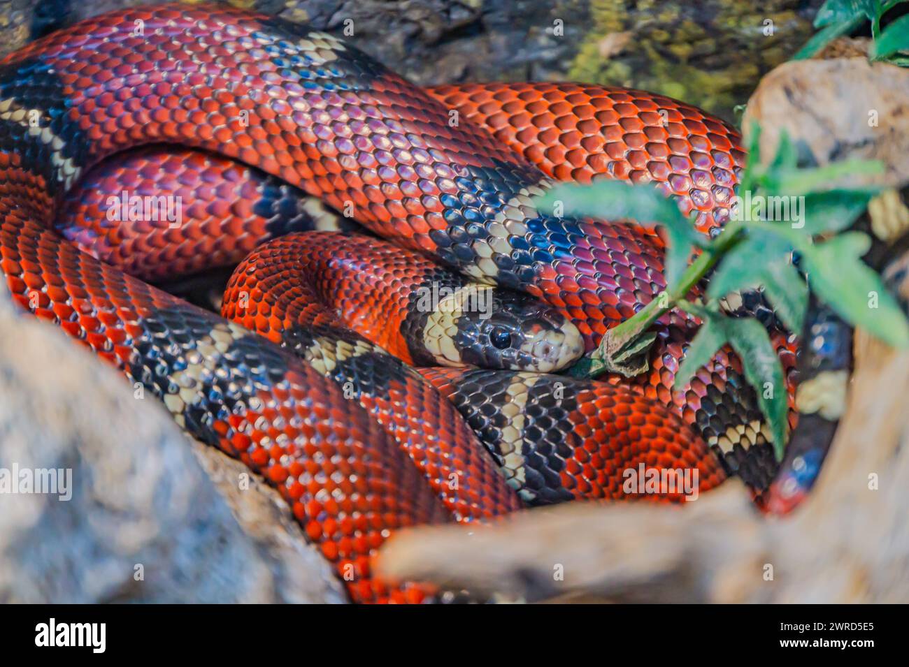 Lampropeltis triangulum sinaloae, également connu sous le nom de serpent laitier sinaloen. Ce serpent coluhybride non venimeux est connu pour son corps rouge avec du noir et du blanc Banque D'Images