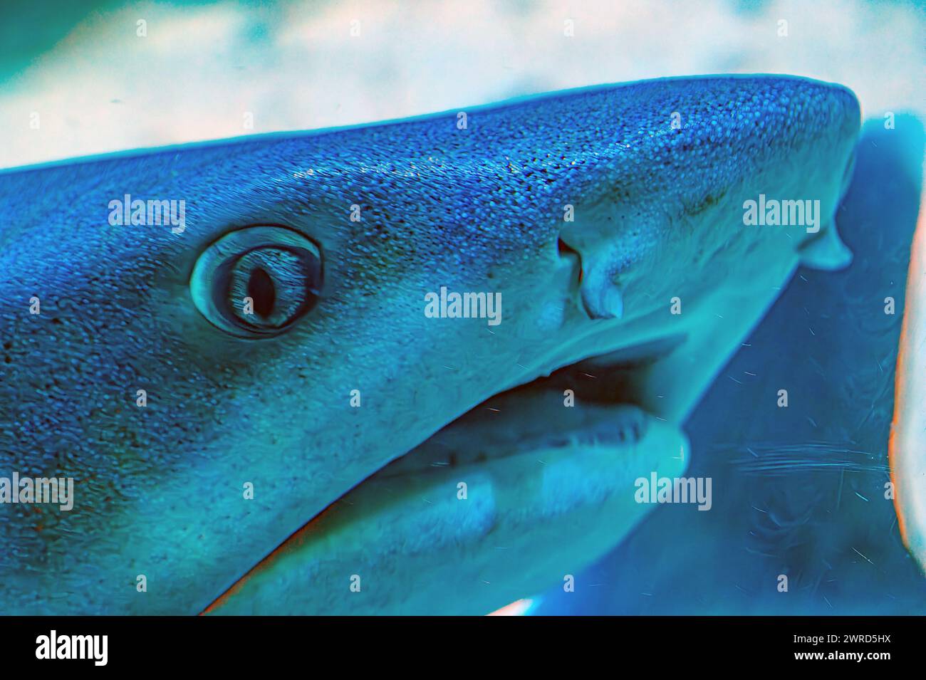 Photo sous-marine d'un requin nourricier fauve allongé sur un récif corallien dans une eau claire requin nourricier Shorttail nageant dans un aquarium. Ces petits requins sont trouvés Banque D'Images