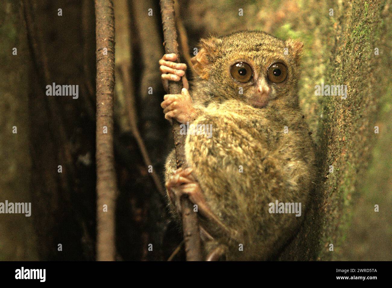 Portrait d'un tarsier spectral (Tarsius spectrumgurskyae) dans la réserve naturelle de Tangkoko, Sulawesi du Nord, Indonésie. À côté de celui-ci, le long bras nord de l'île Sulawesi a deux autres espèces de tarsier : Tarsius supriatnai (à Gorontalo) et Tarsius wallacei (à Tinombo), selon une équipe de primatologues dirigée par Zuliyanto Zakaria dans leur article publié dans un numéro de juin 2023 de l'International Journal of Primatology. Banque D'Images