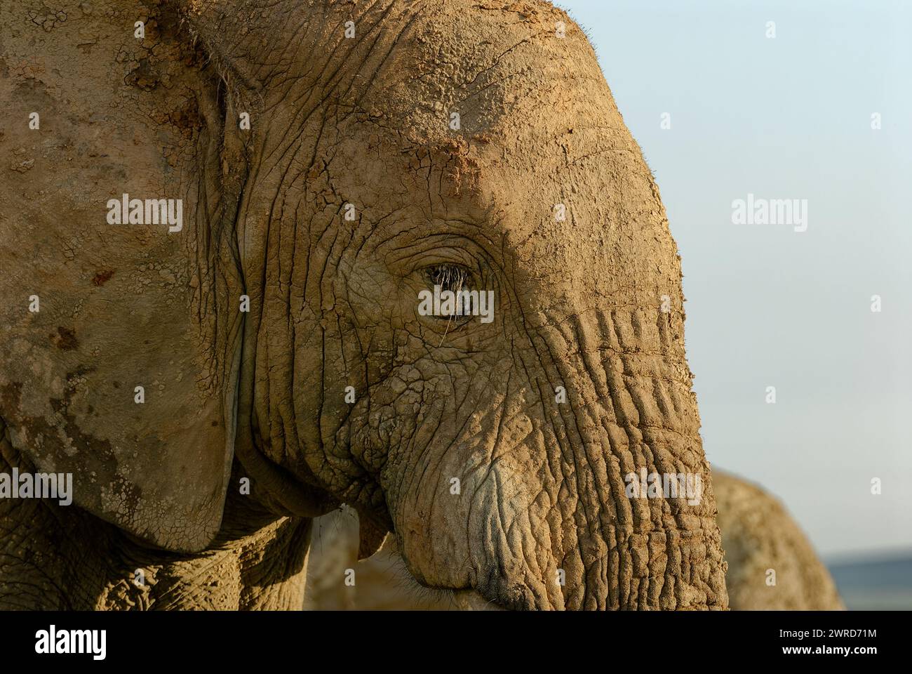 Éléphants en jeu - gros plan portrait de visage d'éléphant boueux. Beaucoup de détails. Banque D'Images