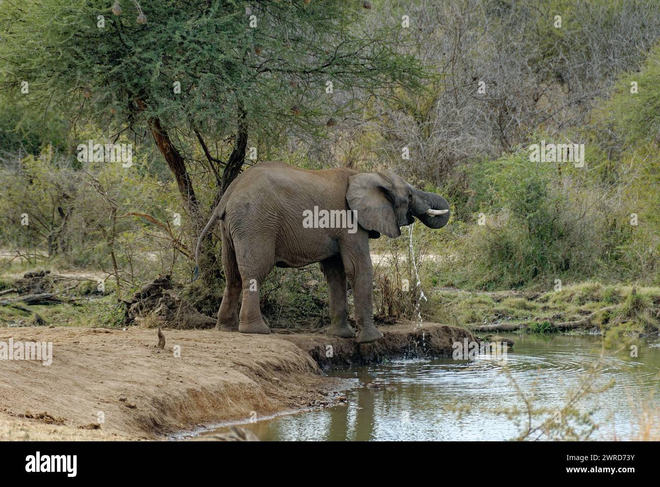Éléphants en jeu - Elelphant boire de l'eau d'une rivière. Debout sous un arbre d'épine. De l'eau dégoulinant de sa bouche. Extrémité du tronc dans la bouche. Banque D'Images