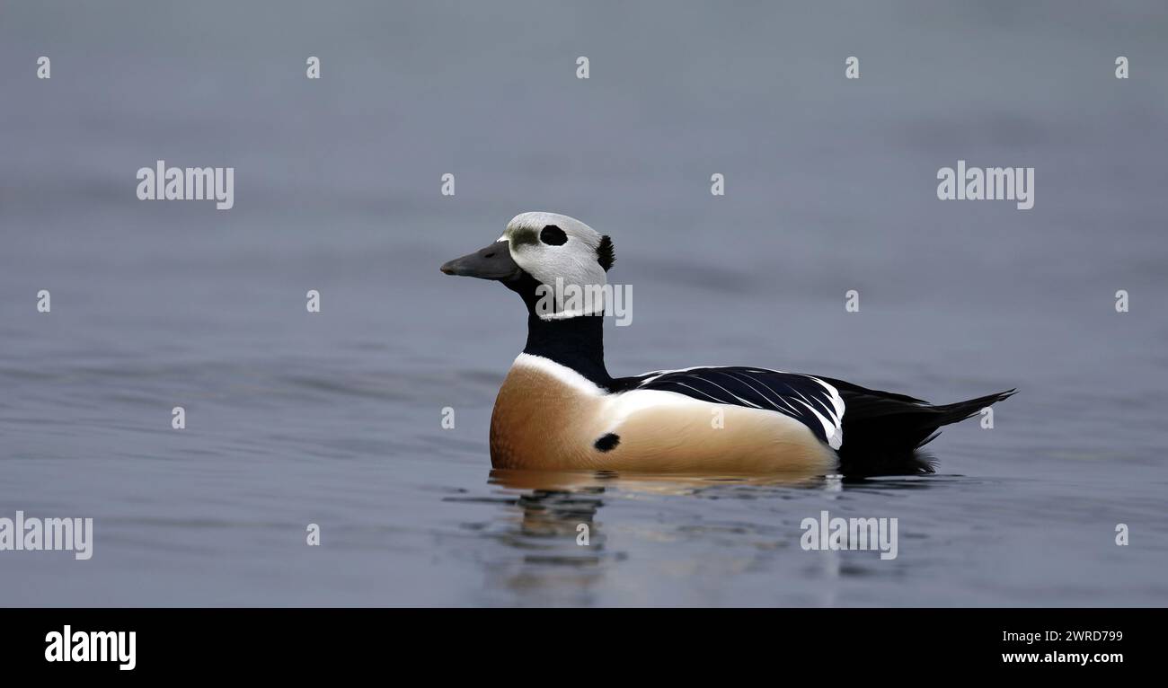 Mâle canard Stellers nageant dans le plumage de reproduction Banque D'Images