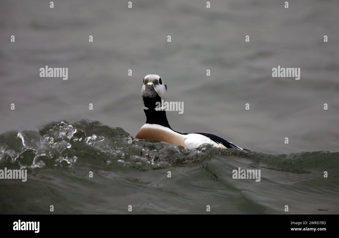 Mâle canard Stellers nageant dans le plumage de reproduction Banque D'Images