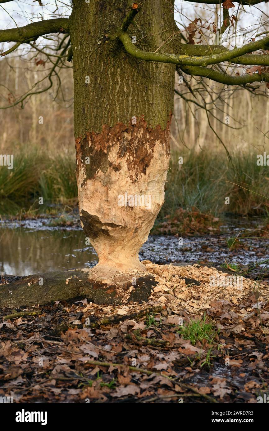 le castor était là... Chêne grignoté ( Fagus sylvatica ) au bord d'un plan d'eau, traces d'animaux, nature en Europe. Banque D'Images