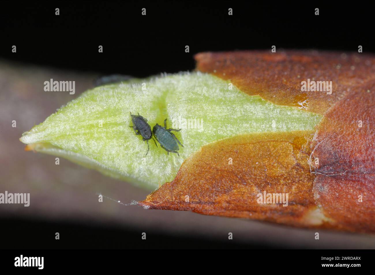 Puceron d'oiseau (Rhopalosiphum padi). Jeunes pucerons, éclosant simplement des œufs, sur un bourgeon de cerise d'oiseau (Prunus padus). Banque D'Images