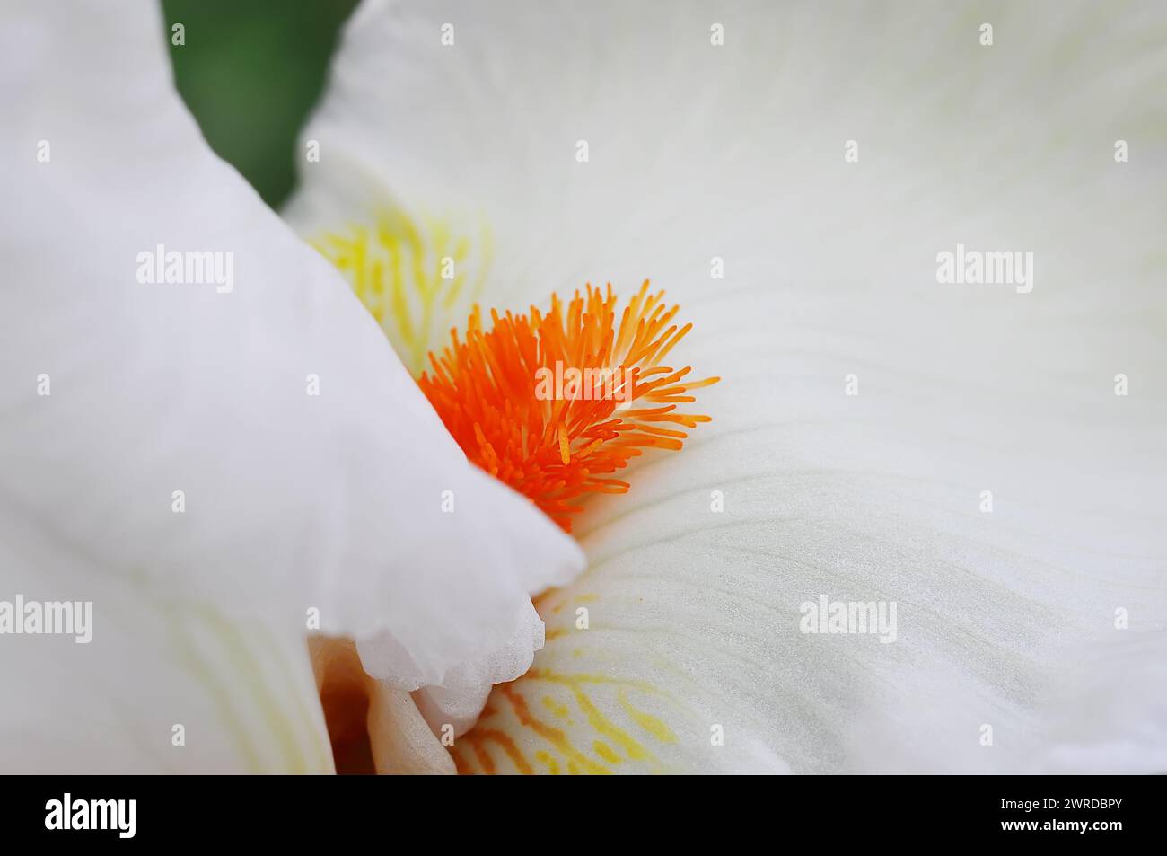 Gros plan des étamines avec du pollen et des pétales. Macro photo d'une fleur d'iris jaune blanc. Banque D'Images