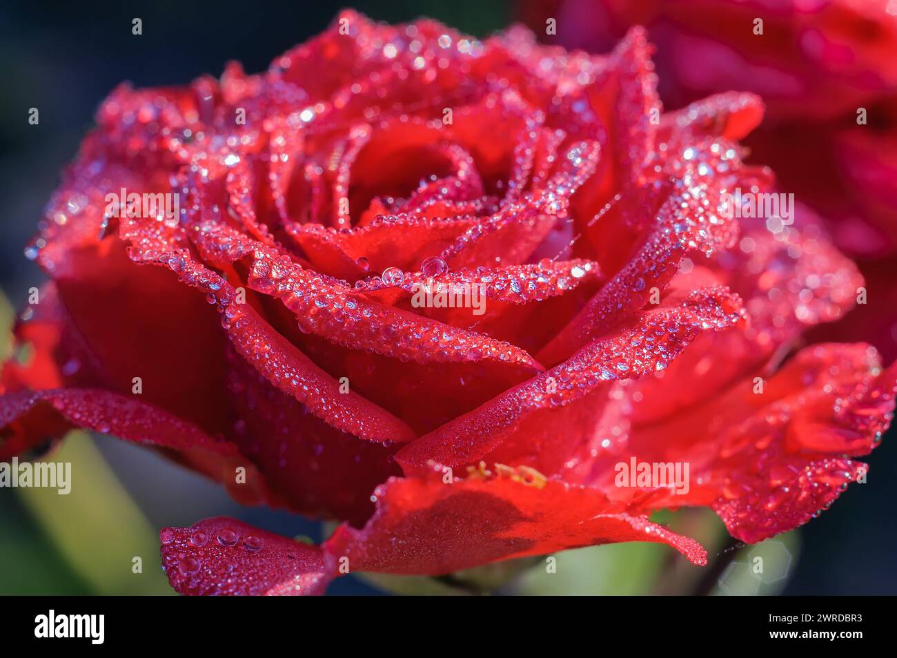 Une fleur de rose rouge avec des perles de rosée gouttes sur les pétales. Plantez un fond d'été avec un flou. Banque D'Images