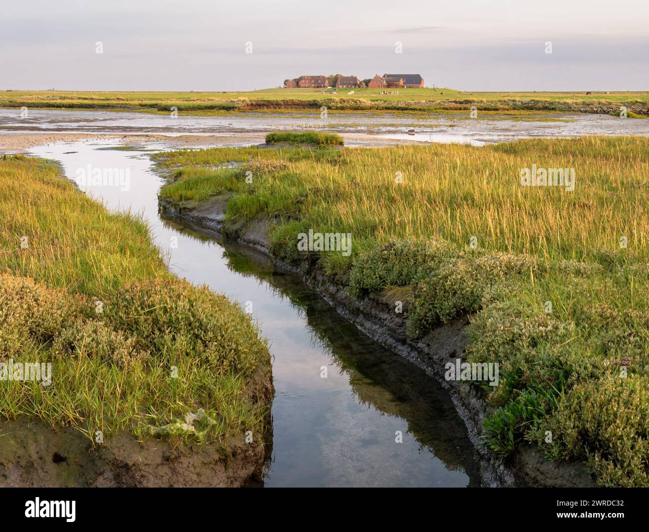 Ockelützwarft, guerre sur Hallig Hooge, Frise du Nord, Schleswig-Holstein, Allemagne Banque D'Images