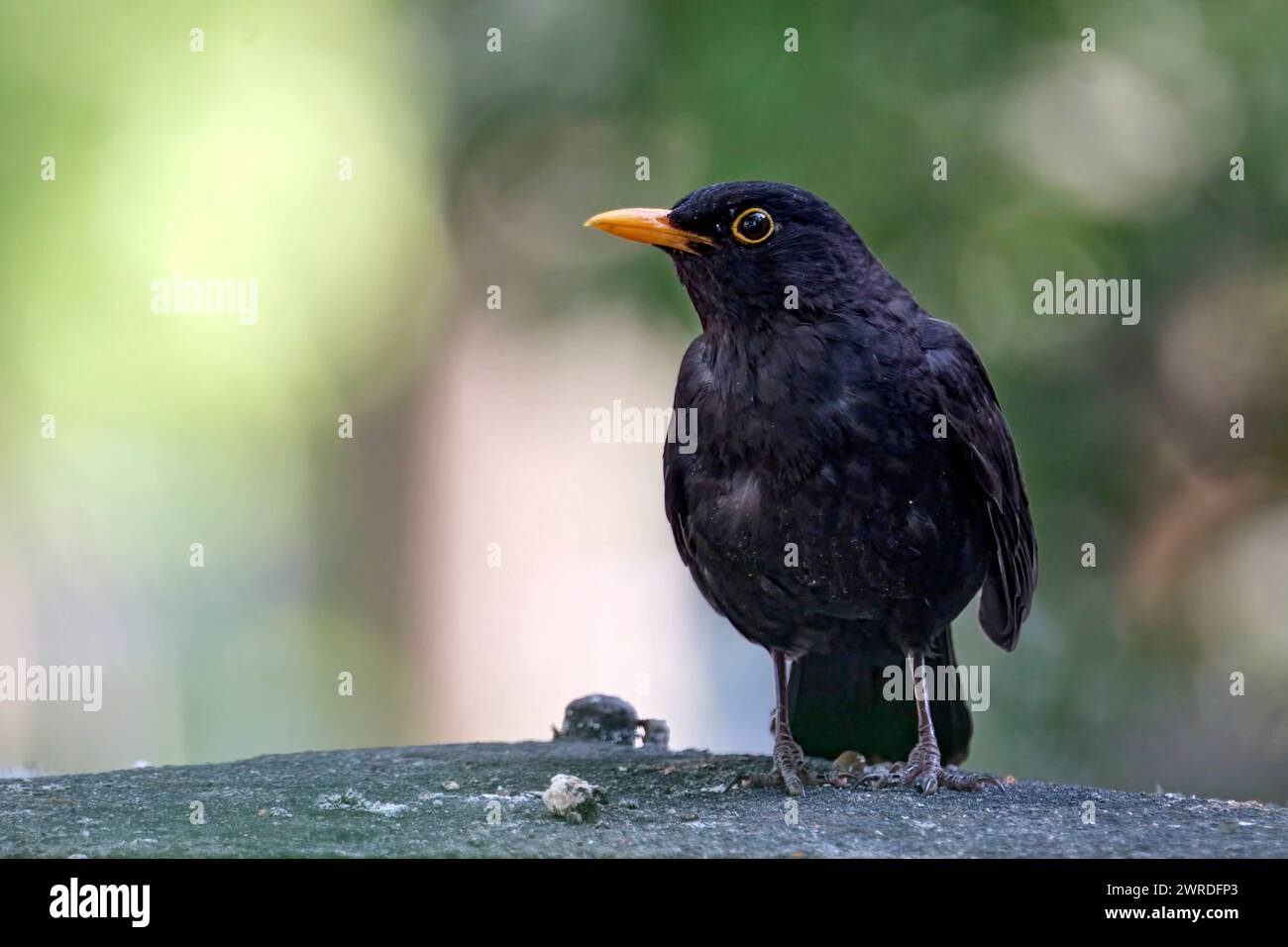 Amsel Turdus merula oder Schwarzdrossel. Amsel Turdus merula oder Schwarzdrossel. 20230602MIC0009 *** Blackbird Turdus merula ou Grive noire Blackbird Turdus merula ou Grive noire 20230602MIC0009 Banque D'Images