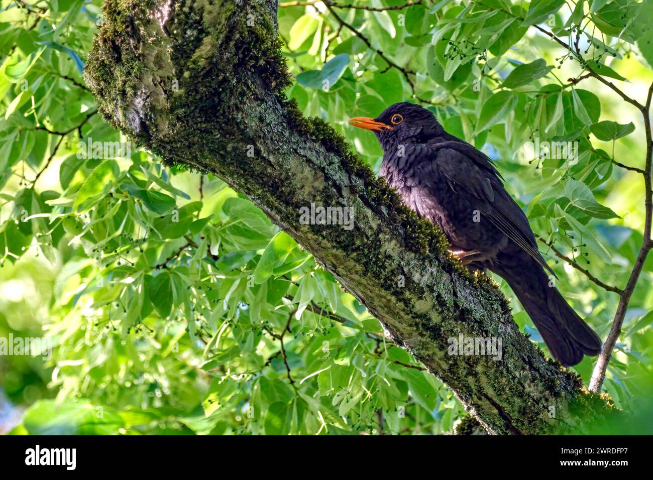 Amsel Turdus merula oder Schwarzdrossel. Amsel Turdus merula oder Schwarzdrossel. 20230602MIC0021 *** Blackbird Turdus merula ou Grive noire Blackbird Turdus merula ou Grive noire 20230602MIC0021 Banque D'Images