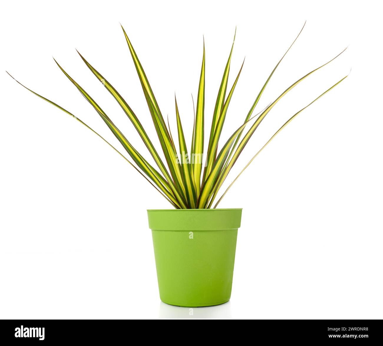 Plante Dracaena marginata isolée sur blanc Banque D'Images