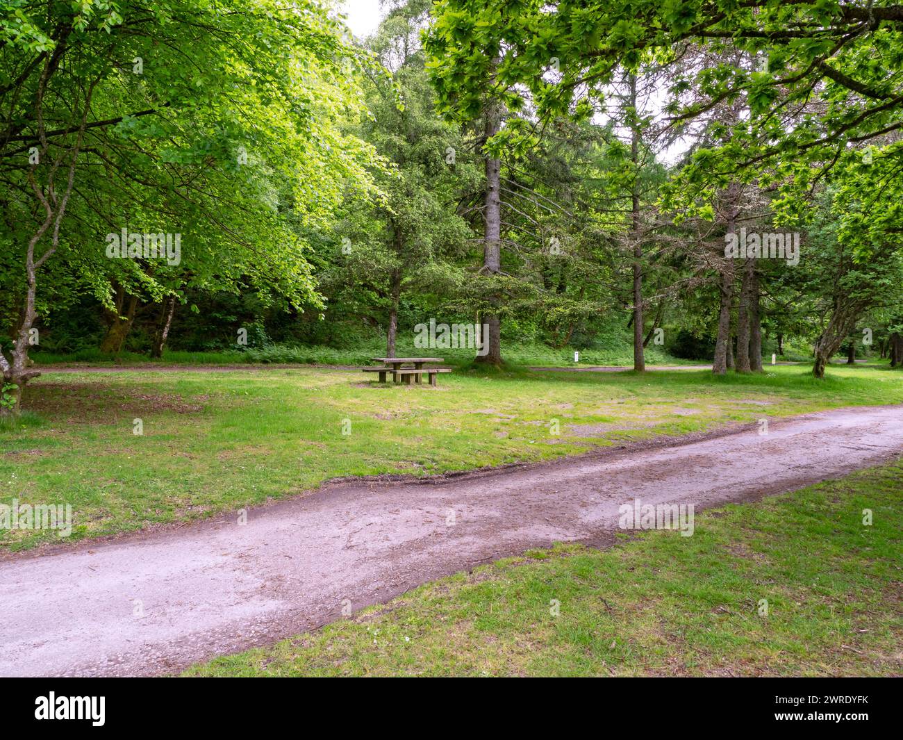 Sentier et table de pique-nique à Ardentinny dans le parc forestier d'Argyll, en Écosse Banque D'Images