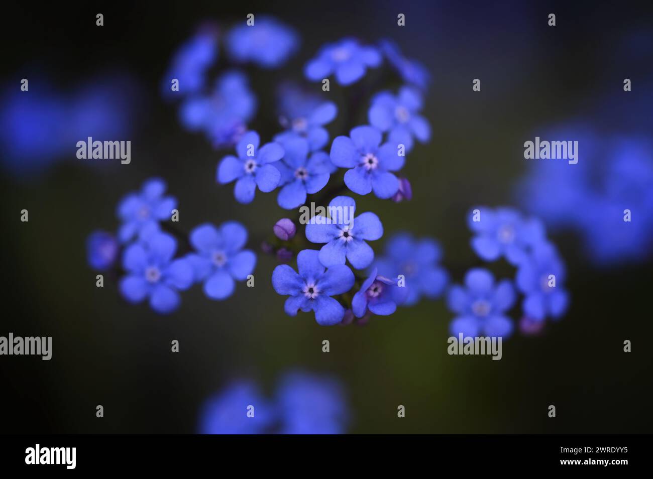 Grappe de fleurs sauvages bleues dans un champ avec des ombres profondes Banque D'Images