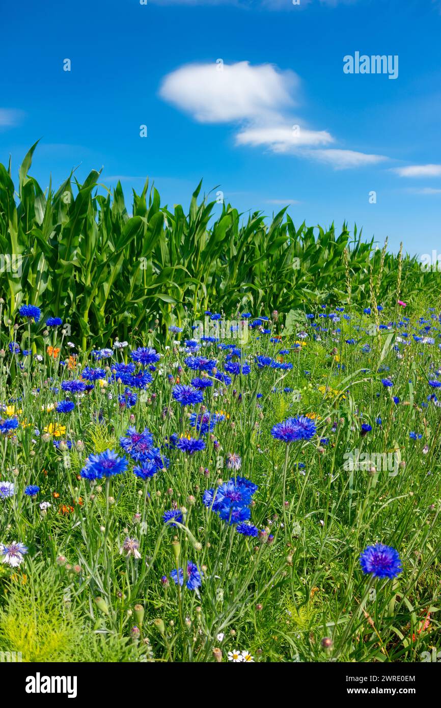 Prairie de fleurs sauvages, bande de fleurs contre le ciel bleu, bande de fleurs d'habitat, bande de fleurs devant le champ de maïs Banque D'Images