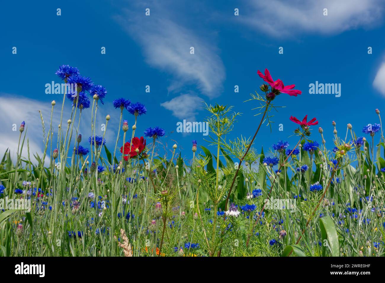 Vol de pollen d'herbe de la fleur d'herbe Banque D'Images