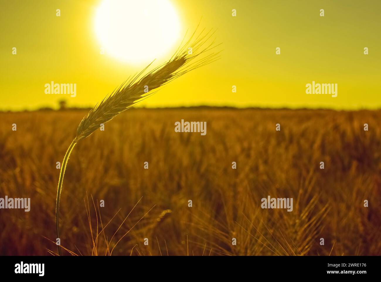 L'oreille mature et sèche de blé doré dans les gouttes après la pluie dans un champ au coucher du soleil. Récolte. Banque D'Images