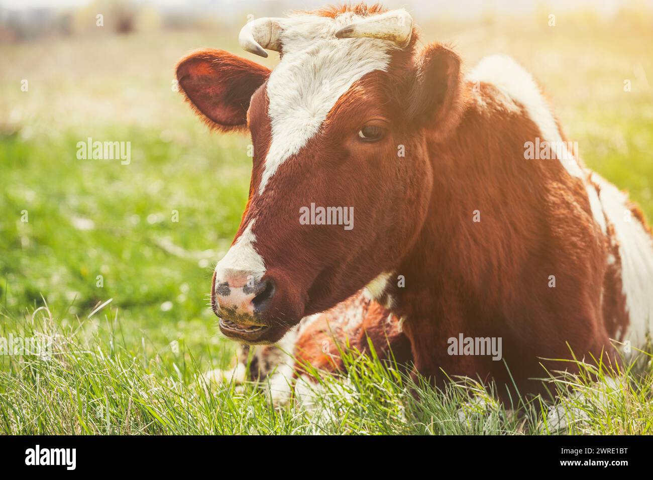 Une jeune vache à cornes de couleur brune repose sur un pré. Élevage d'animaux à la ferme. Banque D'Images