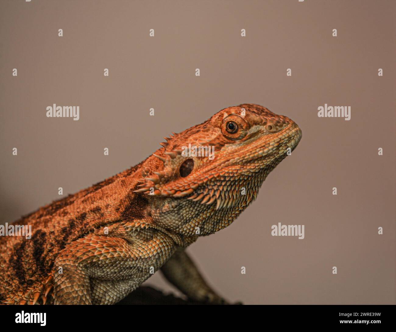 Photo du reptile agama barbu sous une lumière rouge à partir de laquelle il se réchauffe. Le reptile est une belle espèce avec des aiguilles très pointues. Banque D'Images